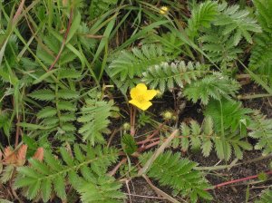 Zilverschoon_plant_Potentilla_anserina